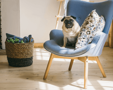 Hard-wood-floors-with-dog-in-a-chair-2